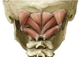 Músculos profundos del cuello que sostienen el atlant en la posición equivocada
